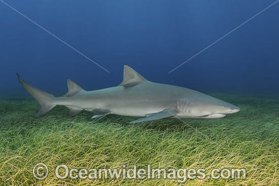 Lemon Shark photo