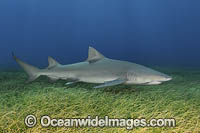 Lemon Shark Photo - Andy Murch