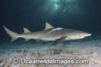 Lemon Shark Photo - Andy Murch