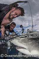 Lemon Shark Photo - Andy Murch