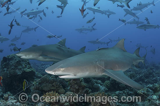 Sicklefin Lemon Shark photo Sicklefin Lemon Shark photo