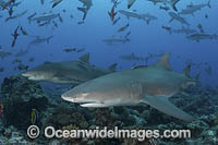 Sicklefin Lemon Shark Photo - Andy Murch