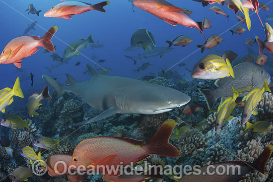 Sicklefin Lemon Shark photo Sicklefin Lemon Shark photo