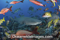Sicklefin Lemon Shark Photo - Andy Murch