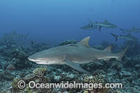 Sicklefin Lemon Shark Photo - Andy Murch