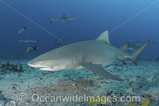 Sicklefin Lemon Shark photo Sicklefin Lemon Shark photo