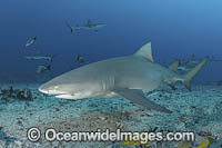 Sicklefin Lemon Shark Photo - Andy Murch