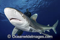 Oceanic Whitetip Shark Bahamas Photo - Andy Murch