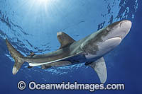 Oceanic Whitetip Shark Bahamas Photo - Andy Murch