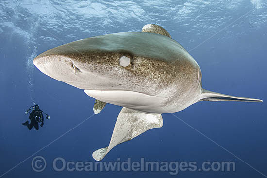 Oceanic Whitetip Shark Bahamas photo Oceanic Whitetip Shark Bahamas photo