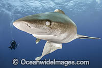 Oceanic Whitetip Shark Bahamas Photo - Andy Murch