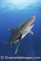 Oceanic Whitetip Shark Bahamas Photo - Andy Murch