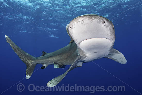 Oceanic Whitetip Shark Bahamas photo Oceanic Whitetip Shark Bahamas photo