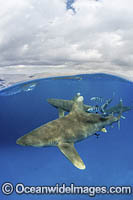Oceanic Whitetip Shark Bahamas Photo - Andy Murch