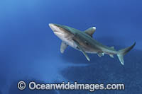 Oceanic Whitetip Shark Bahamas Photo - Andy Murch