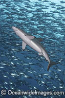 Silky Shark Photo - Andy Murch