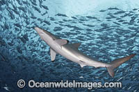Silky Shark Photo - Andy Murch
