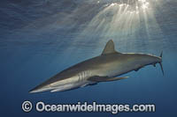 Silky Shark at sunset Photo - Andy Murch