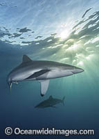 Silky Shark at sunset Photo - Andy Murch