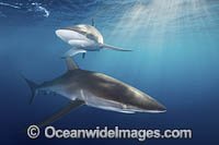 Silky Shark at sunset Photo - Andy Murch