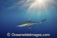 Silky Shark at sunset Photo - Andy Murch