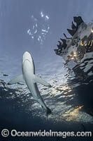 Silky Shark at sunset Photo - Andy Murch