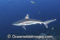 Silvertip Shark Photo - Andy Murch