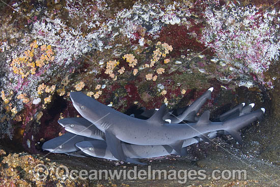 Whitetip Reef Sharks photo Whitetip Reef Sharks photo