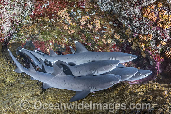 Whitetip Reef Sharks photo Whitetip Reef Sharks photo