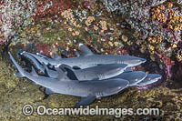 Whitetip Reef Sharks Photo - Andy Murch