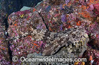 Japanese Wobbegong Photo - Andy Murch