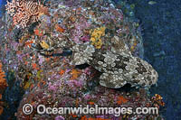Japanese Wobbegong Photo - Andy Murch