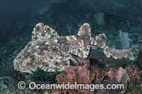 Tasselled Wobbegong Shark Photo - Andy Murch