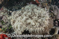 Tasselled Wobbegong Shark Photo - Andy Murch