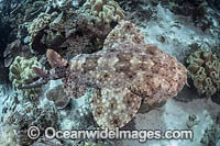 Tasselled Wobbegong Shark Photo - Andy Murch