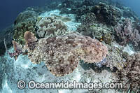 Tasselled Wobbegong Shark Photo - Andy Murch