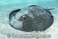 Mangrove Whipray Photo - Andy Murch