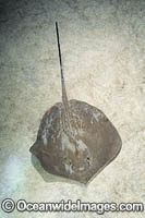Arabian Banded Whipray Photo - Andy Murch