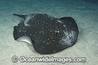 Mangrove Whipray Photo - Andy Murch
