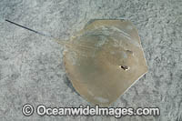 Arabian Banded Whipray Photo - Andy Murch