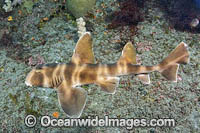 Japanese Bullhead Shark Photo - Andy Murch