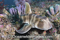 Japanese Bullhead Shark Photo - Andy Murch