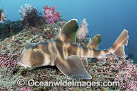 Japanese Bullhead Shark Photo - Andy Murch