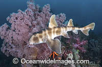 Japanese Bullhead Shark Photo - Andy Murch