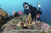 Japanese Bullhead Shark Photo - Andy Murch