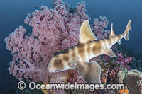 Japanese Bullhead Shark Photo - Andy Murch