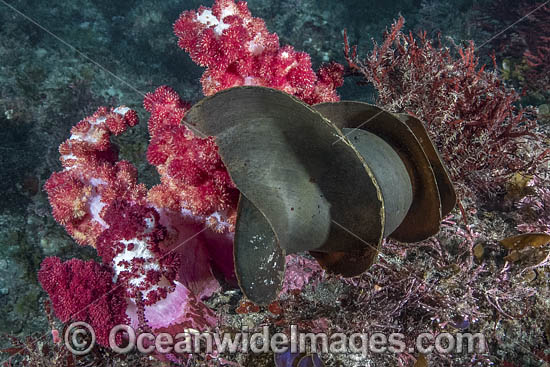 Japanese Bullhead Shark photo