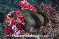 Japanese Bullhead Shark Photo - Andy Murch