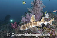 Japanese Bullhead Shark Photo - Andy Murch