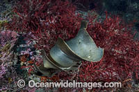Japanese Bullhead Shark Photo - Andy Murch